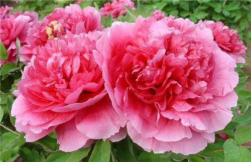 罗桐社区：“敲门行动” 敲开老人的心门“JDB电子试玩网页版”