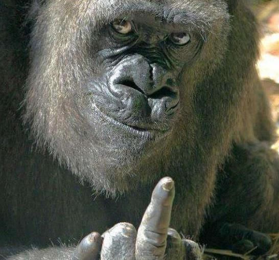 活禽市场永久关闭不是唯一出路|JDB电子(图1) JDB电子