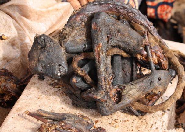 英国委员会呼吁签署协议防止动物被虐待‘JDB电子游戏官网’