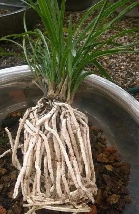 
场均34分还不被认可！王仕鹏称FMVP是周鹏 真就看不起威姆斯啊-JDB电子试